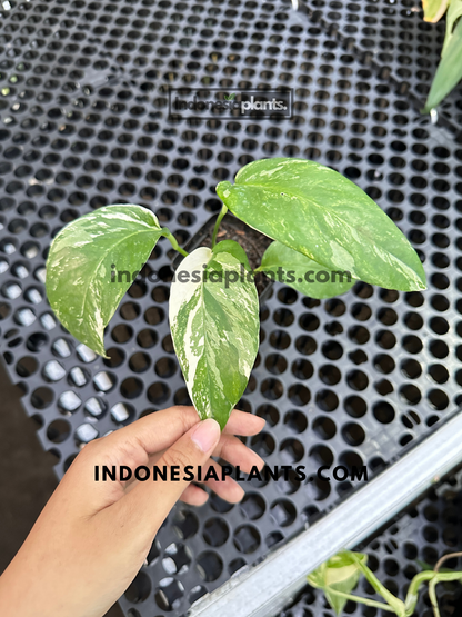 Small Epipremnum Pinnatum White Variegated displaying elegant white sectoral variegation on juvenile leaves.