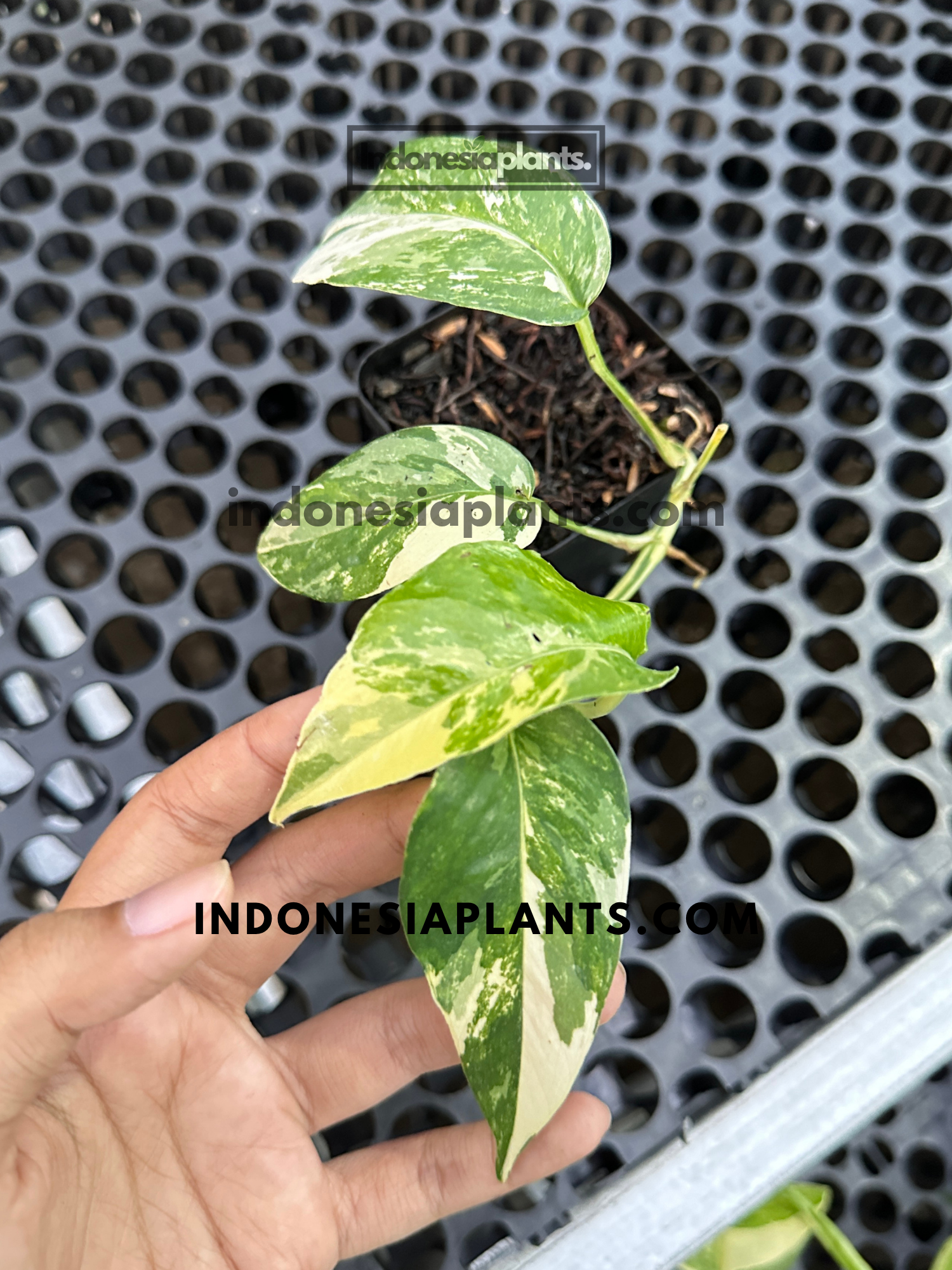 Compact Epipremnum Pinnatum White Variegated with multiple variegated leaves and creamy white marbling.