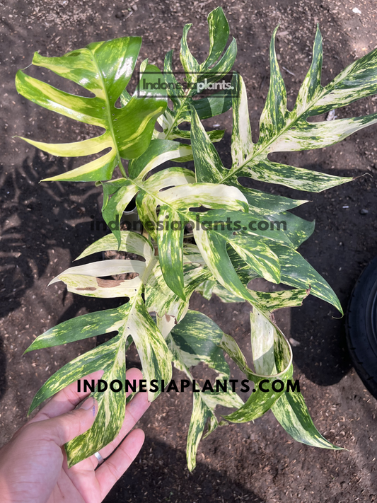 Large mature Epipremnum Pinnatum Yellow Sunrise Fenestrated showcasing dramatic fenestrations and vibrant variegated foliage.