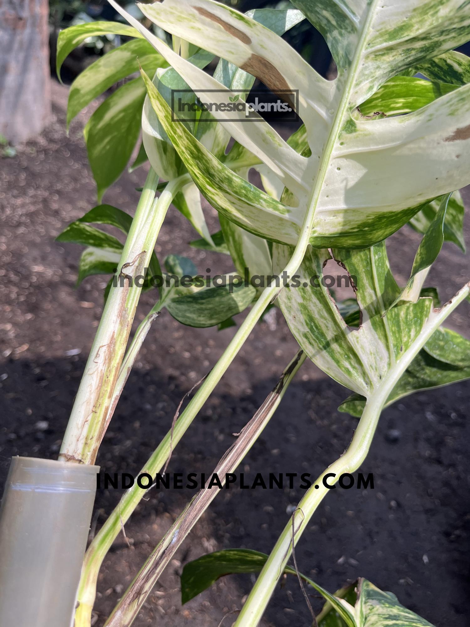 Mature Epipremnum Pinnatum Yellow Sunrise Fenestrated stem displaying variegated fenestrated foliage and climbing growth.