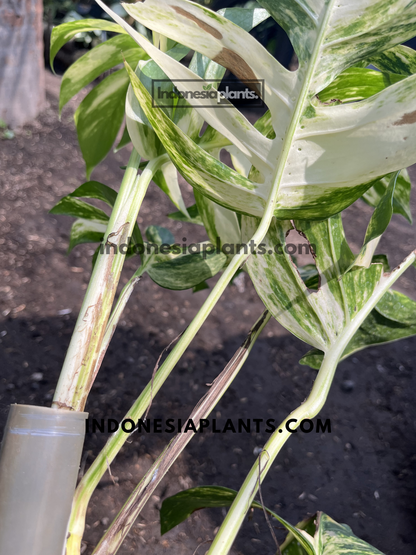 Mature Epipremnum Pinnatum Yellow Sunrise Fenestrated stem displaying variegated fenestrated foliage and climbing growth.