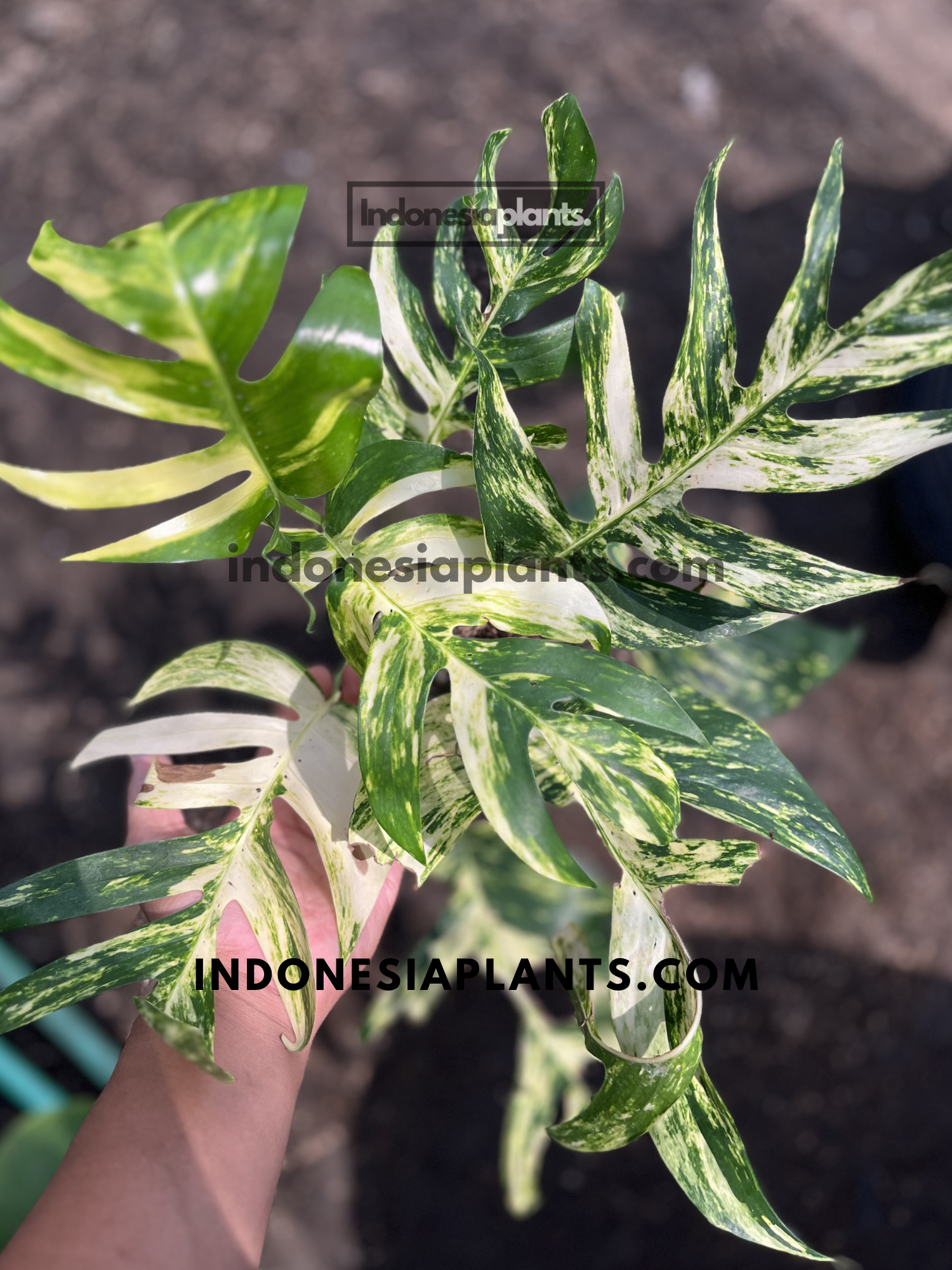 Epipremnum Pinnatum Yellow Sunrise Fenestrated with deeply split leaves featuring yellow, green, and cream marbled variegation.