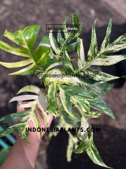 Epipremnum Pinnatum Yellow Sunrise Fenestrated with deeply split leaves featuring yellow, green, and cream marbled variegation.