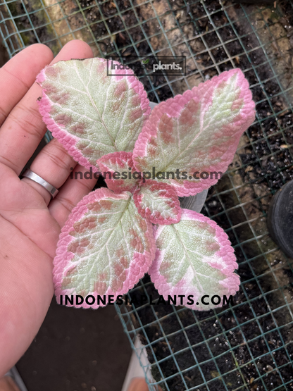 Healthy Episcia Cleopatra plant with pastel pink and silver variegated foliage in a compact rosette form.
