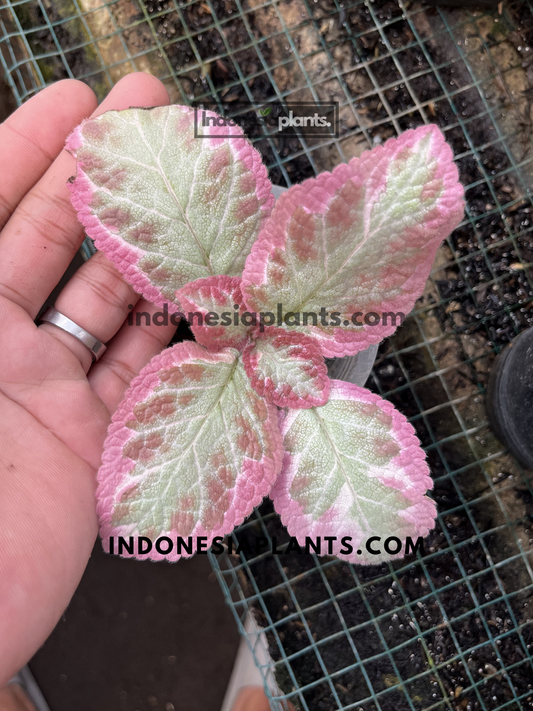 Healthy Episcia Cleopatra plant with pastel pink and silver variegated foliage in a compact rosette form.