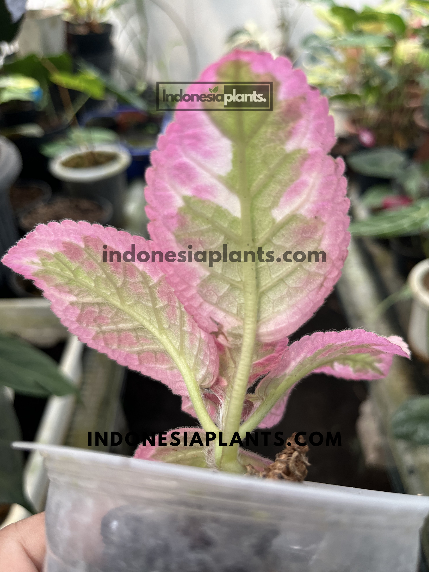 Young Episcia Cleopatra displaying velvety silver-green leaves with vibrant pink margins and textured foliage.