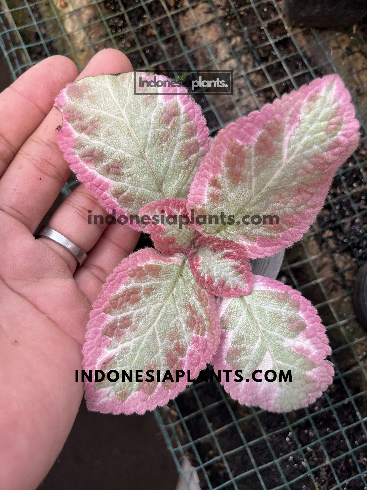 Top view of Episcia Cleopatra featuring soft pink edges, silver centers, and compact growth habit.