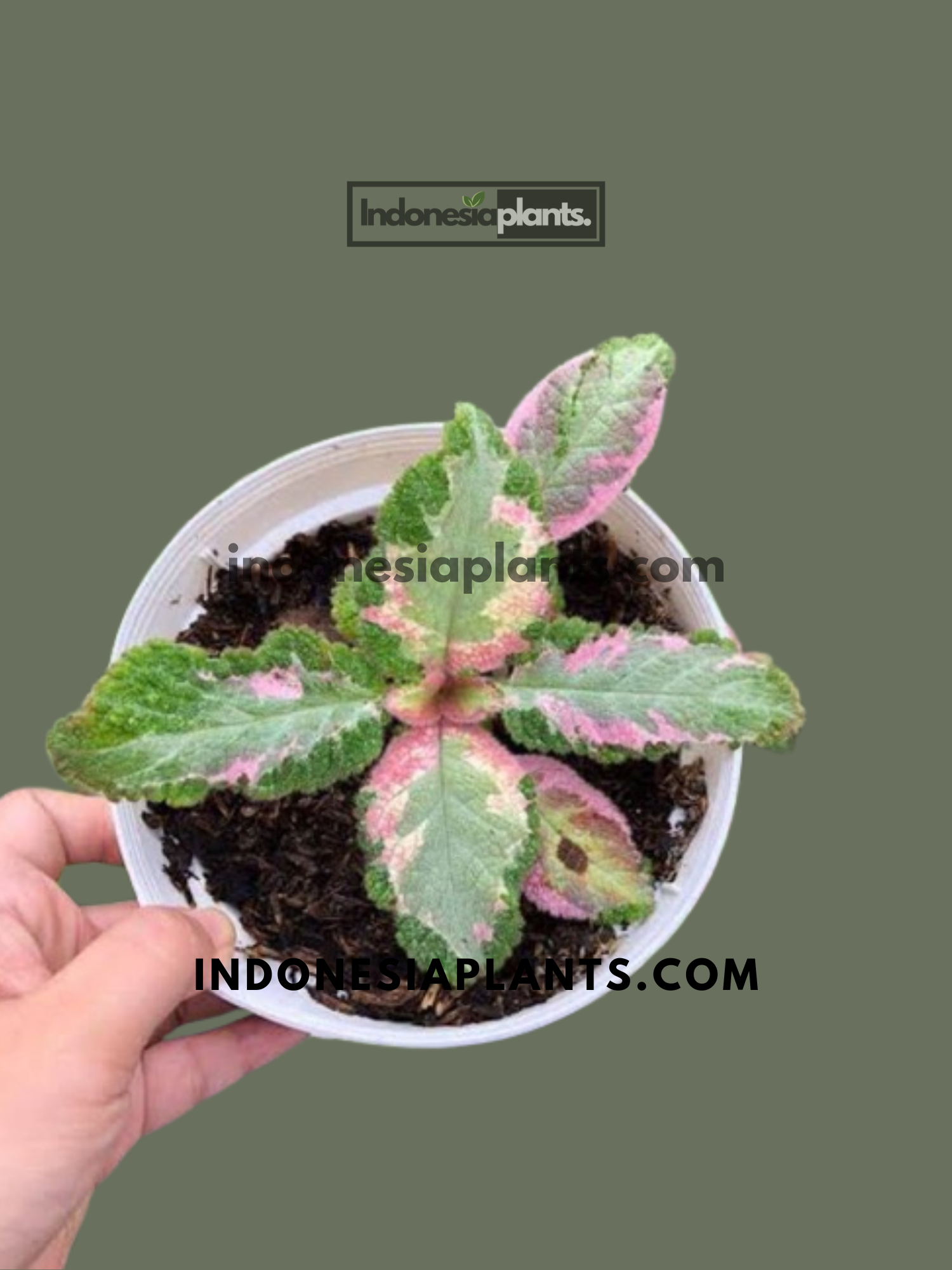 Episcia Picasso live plant displaying velvety green leaves with cream and pink variegation.