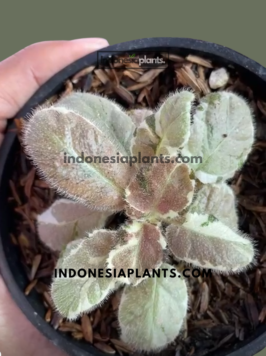 Episcia Snow White live plant featuring velvety creamy white and green variegated foliage.