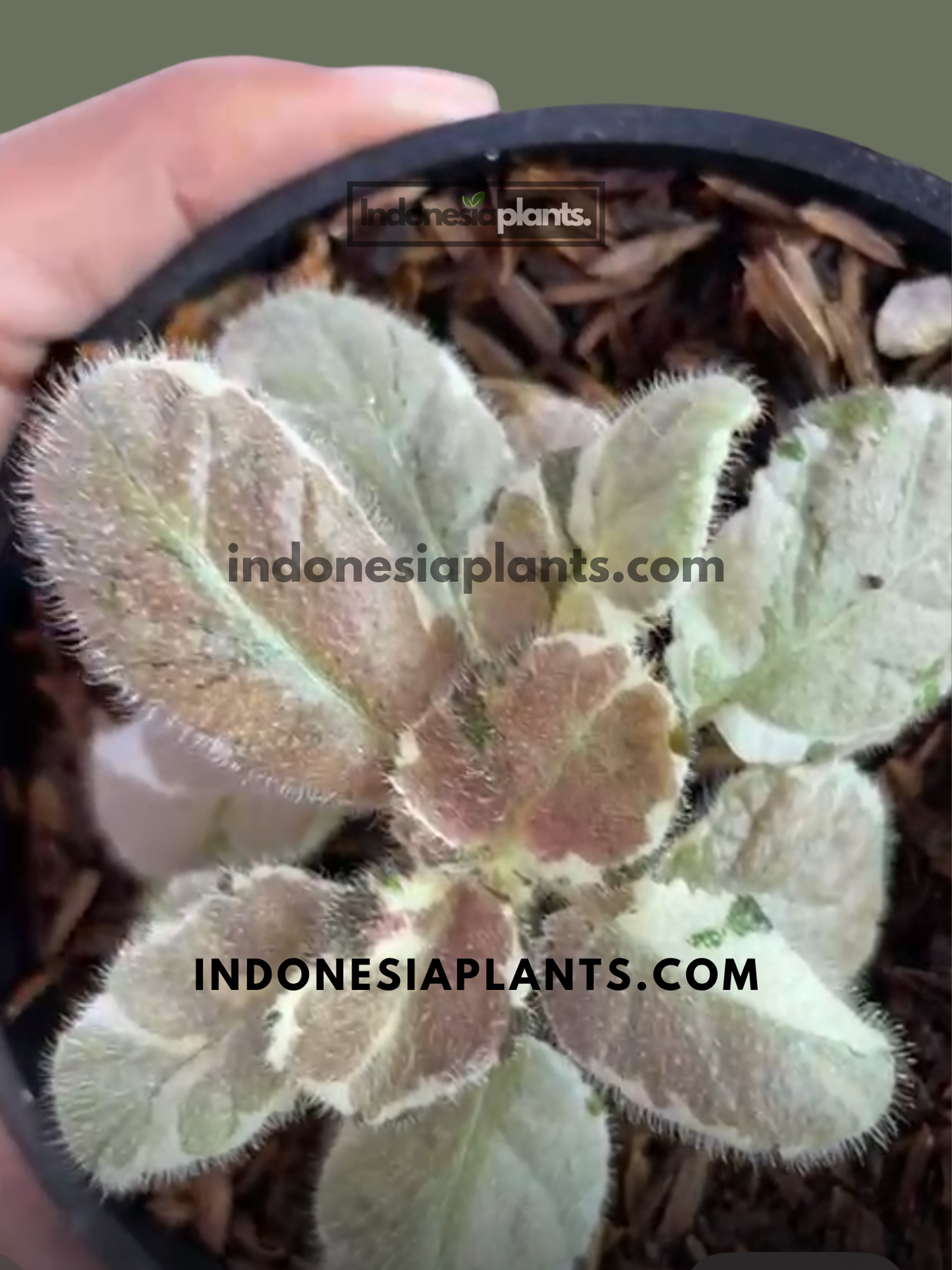 Close-up of Episcia Snow White showing fuzzy textured leaves with silver, cream, and bronze coloration.
C