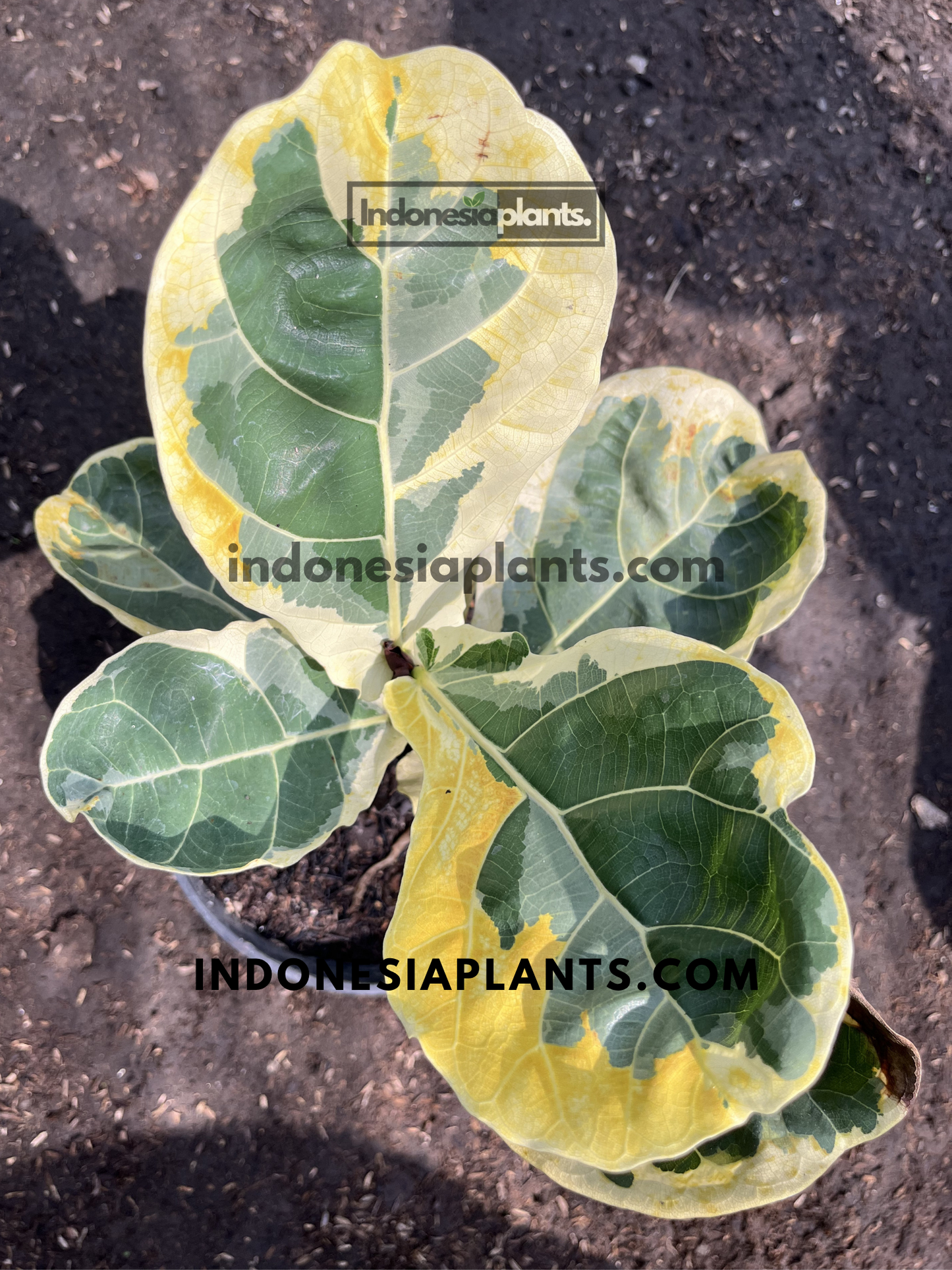 Top view of Ficus Lyrata Variegated featuring large fiddle-shaped leaves with vibrant cream-yellow margins.