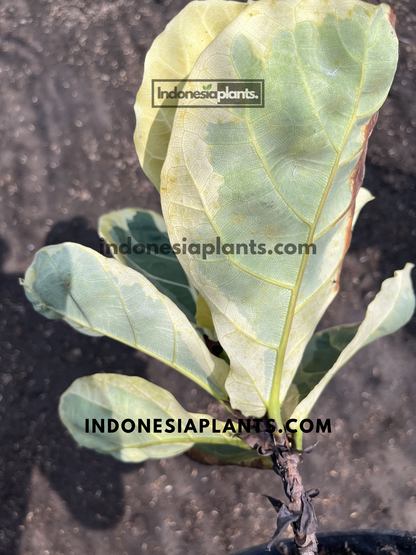Underside view of Ficus Lyrata Variegated leaves showing cream and green variegation with prominent veining.