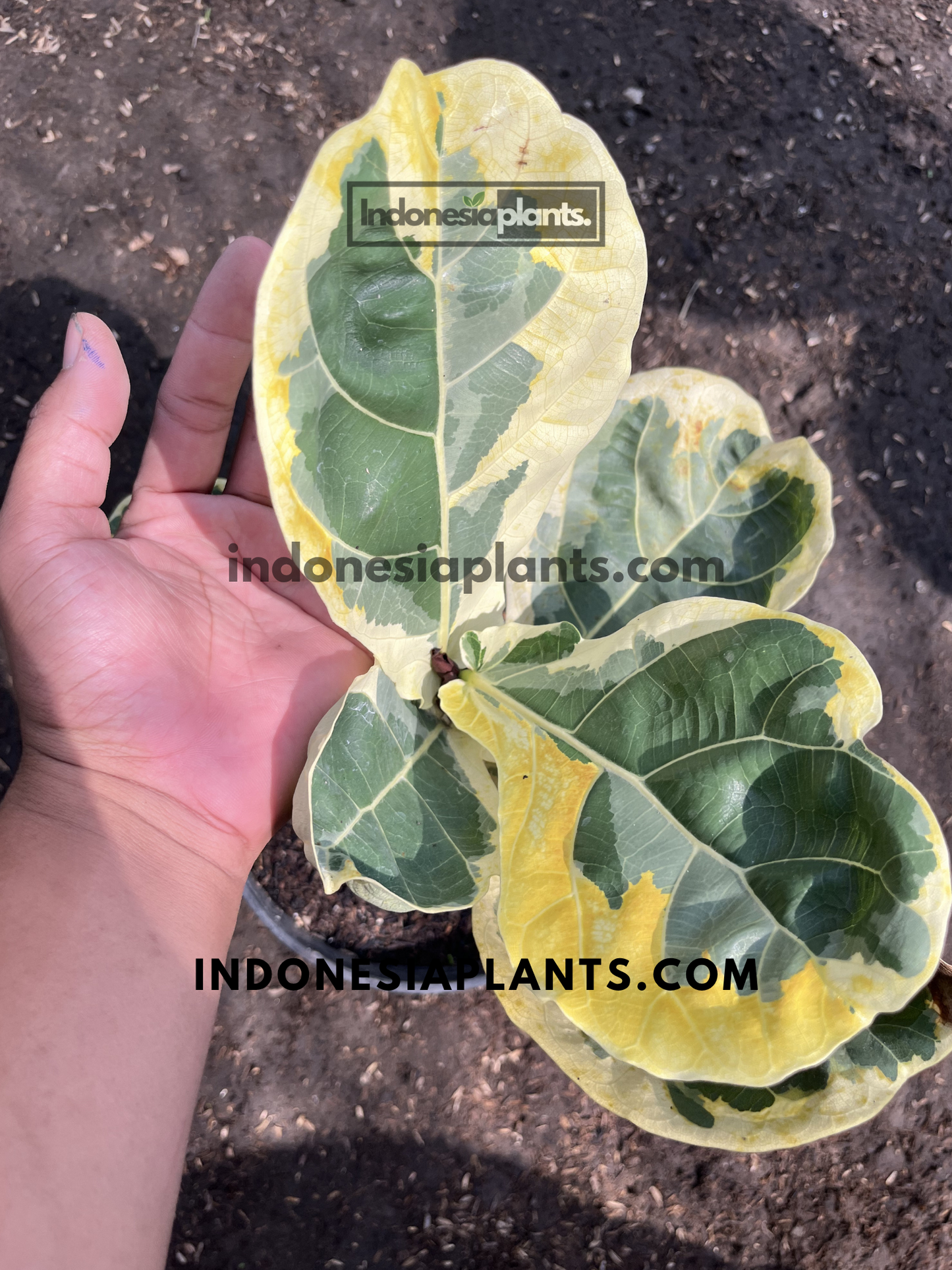 Variegated Fiddle Leaf Fig displaying broad leaves with striking yellow, cream, and green coloration.