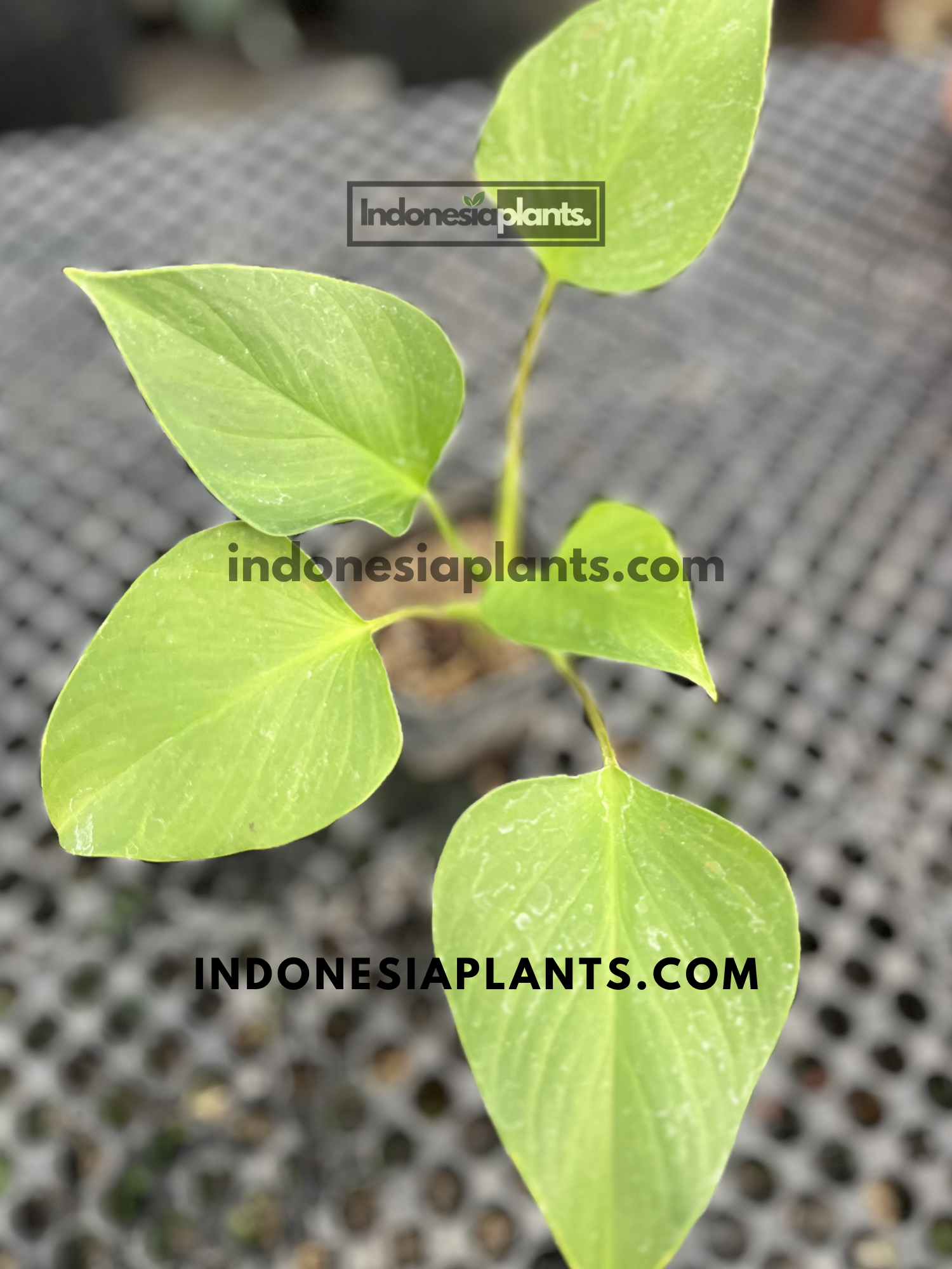 Close-up of Homalomena Golden foliage featuring bright lime-green leaves and elegant tropical form.