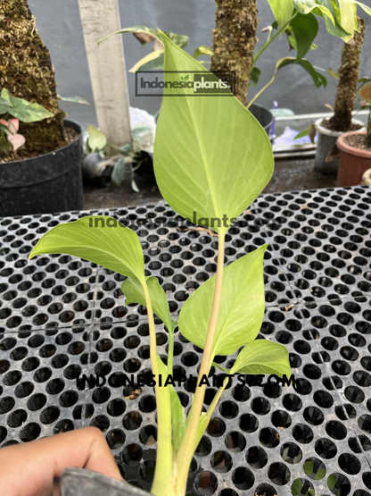 Young Homalomena Golden plant displaying upright golden-green leaves and compact growth.
