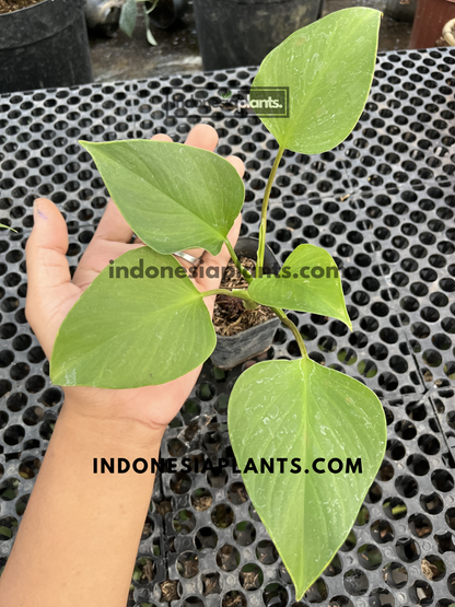 Homalomena Golden with multiple heart-shaped chartreuse leaves growing in a nursery pot.