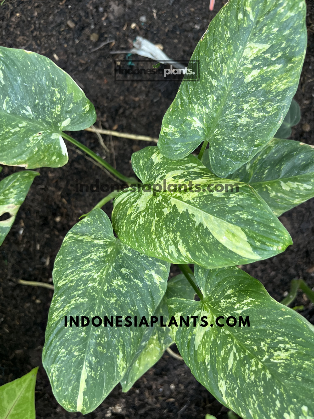 Homalomena sp Variegated – INDONESIAPLANTS