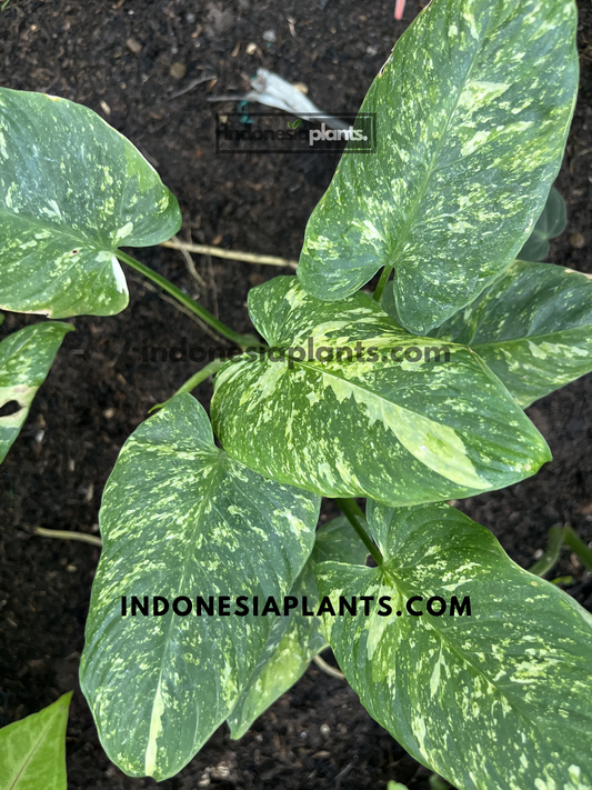 Top view of Homalomena sp. Variegated featuring richly marbled green foliage and compact growth habit.