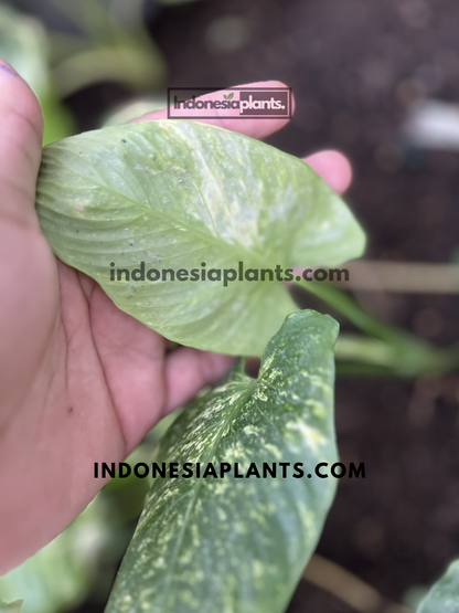 Top view of Homalomena sp. Variegated featuring richly marbled green foliage and compact growth habit.