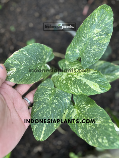 Mature Homalomena sp. Variegated displaying multiple heart-shaped leaves with fine speckled variegation.