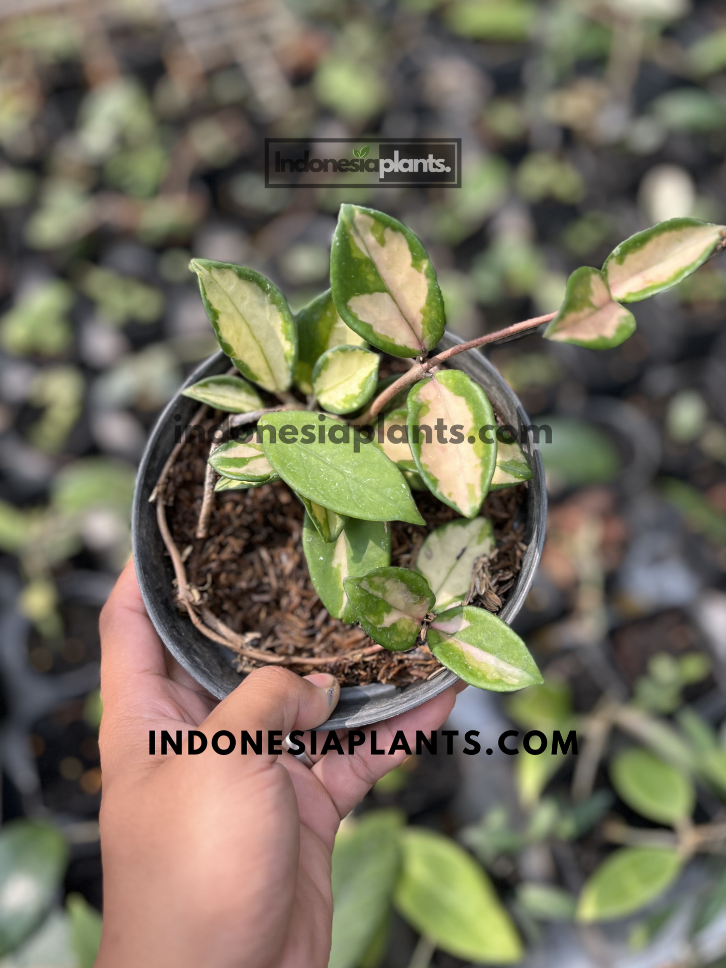 Top view of Hoya Krimson Princess Carnosa Variegated growing in a nursery pot with multiple colorful variegated leaves.