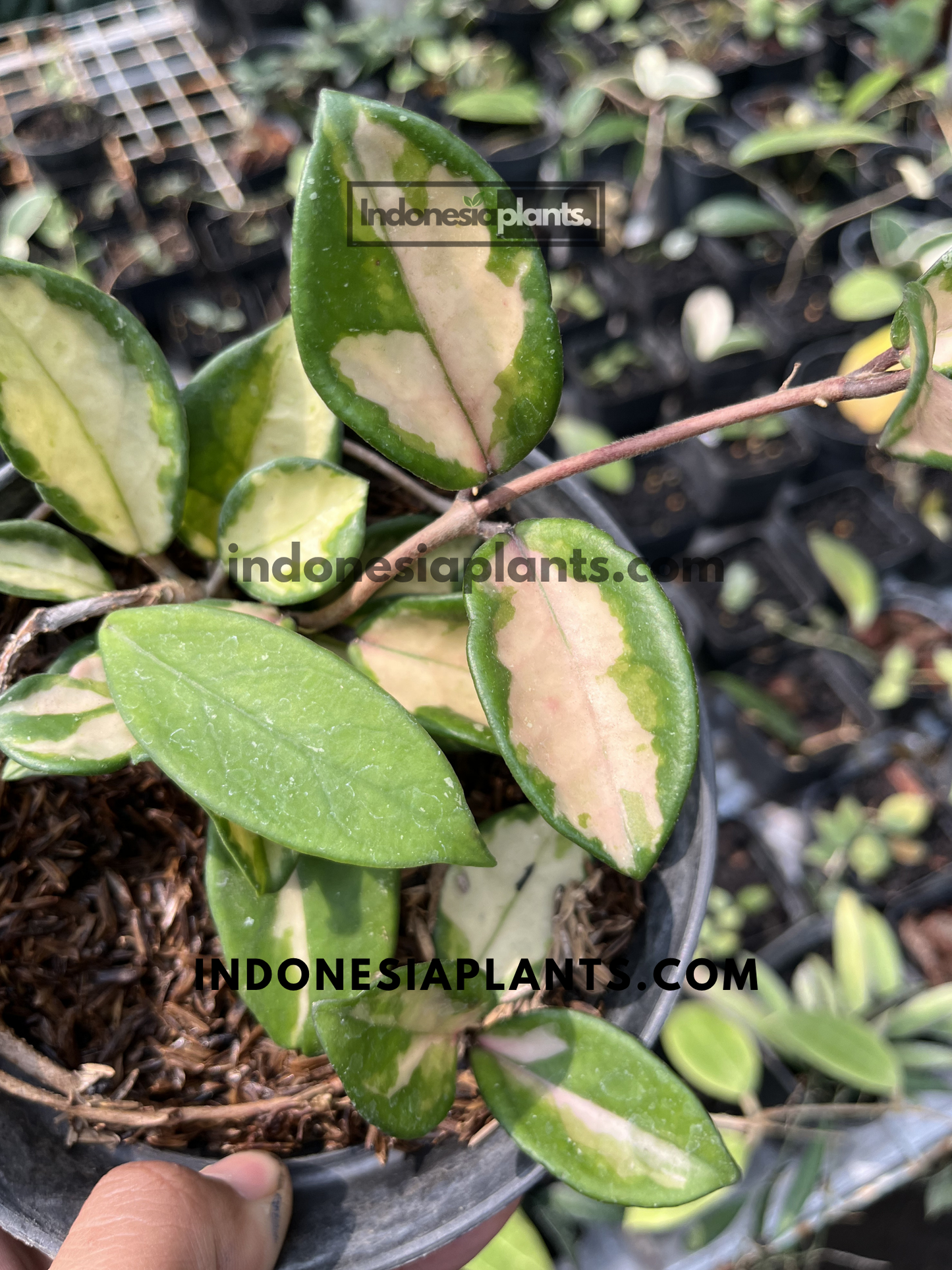Close-up of Hoya Krimson Princess foliage displaying green margins with cream and blush-pink center variegation.