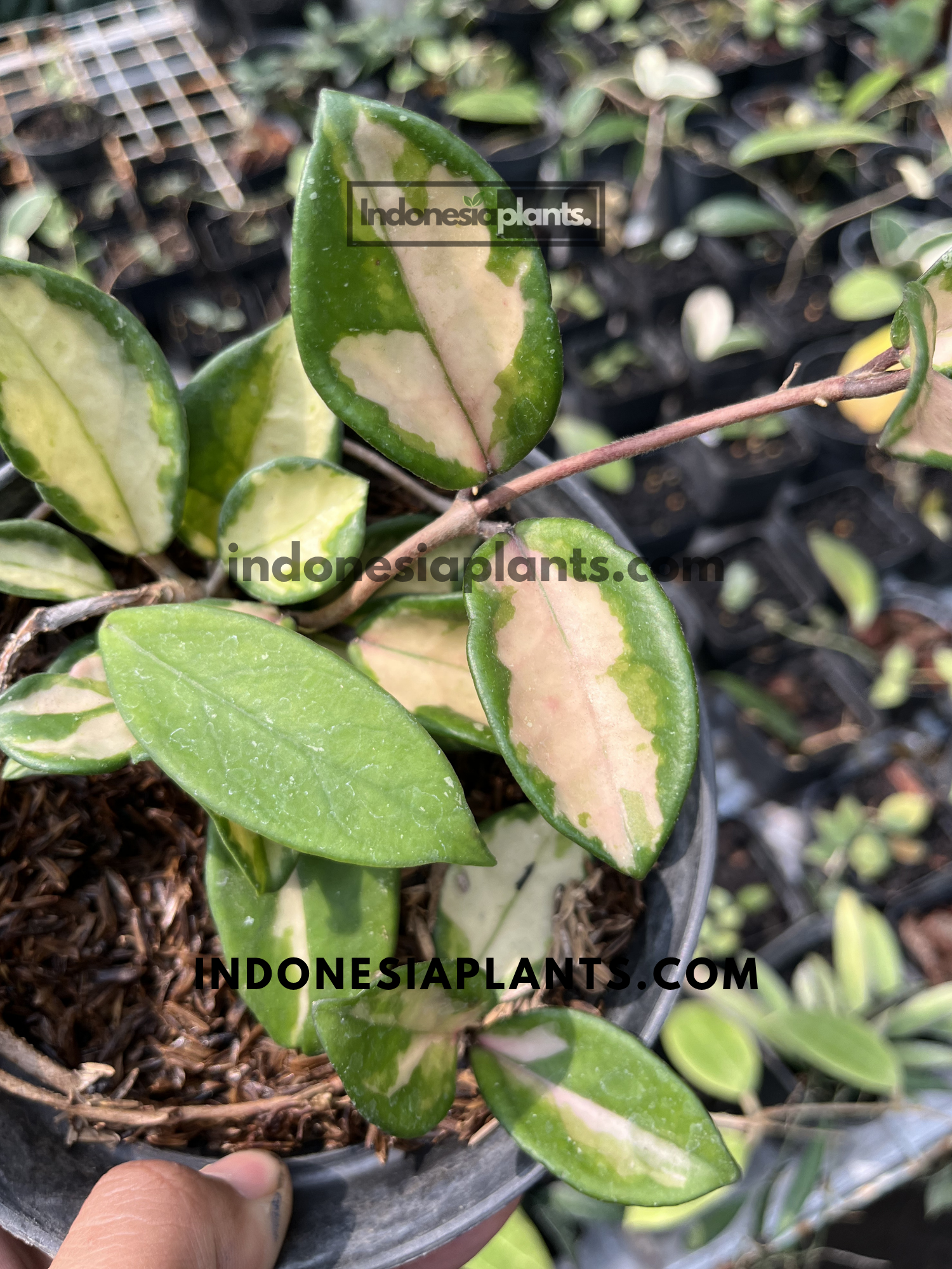 Close-up of Hoya Krimson Princess foliage displaying green margins with cream and blush-pink center variegation.