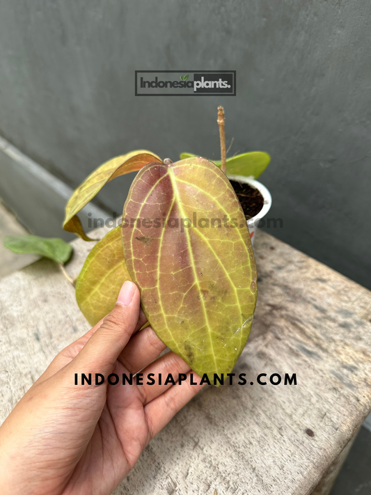 Large red-tinged leaves of Hoya Macrophylla Red with visible veins.