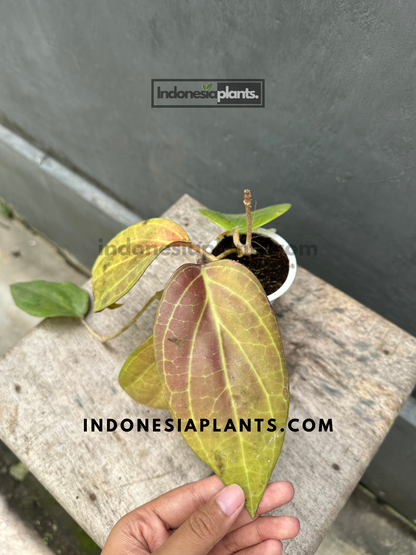 Exotic Hoya Macrophylla Red with textured foliage for collectors.