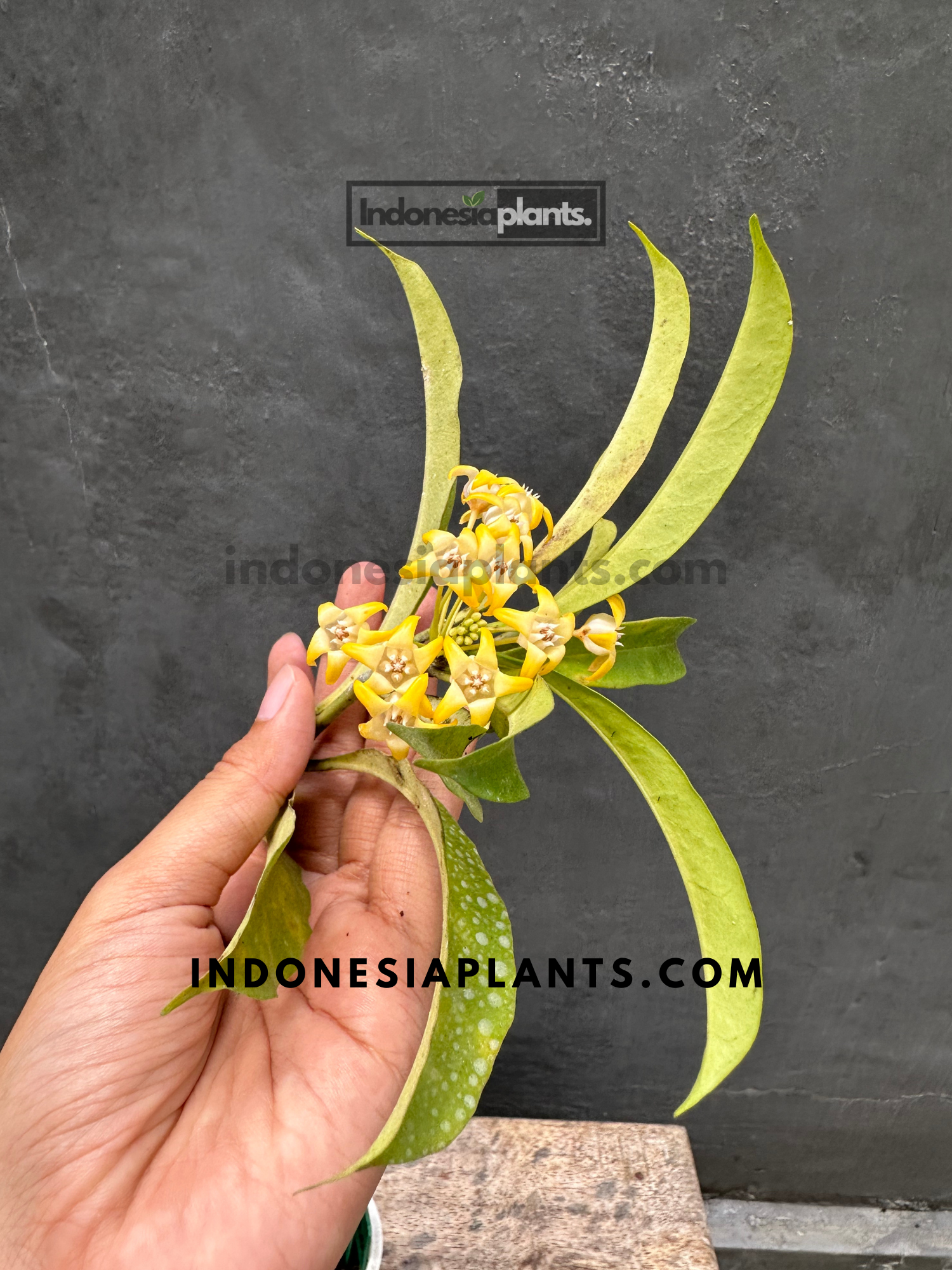 Close-up of Hoya Occultata flowers showing intricate petal details.