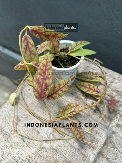 Vibrant Hoya Scortechinii vining plant in a decorative pot.