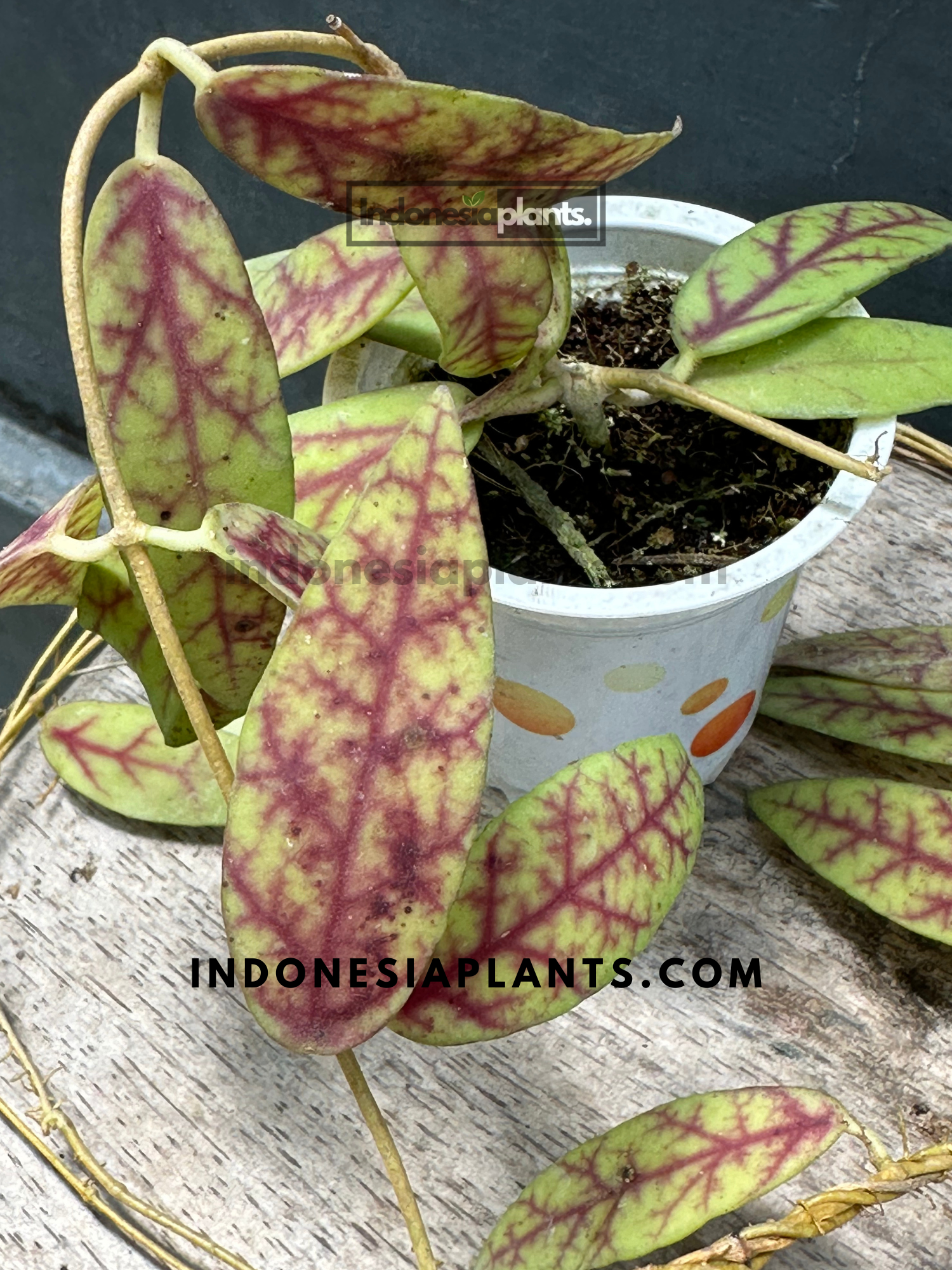 Stunning leaf details of Hoya Scortechinii displayed indoors.