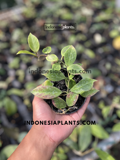 Potted Hoya Sunrise plant with compact growth and elongated green leaves showing early sun-stress coloration.