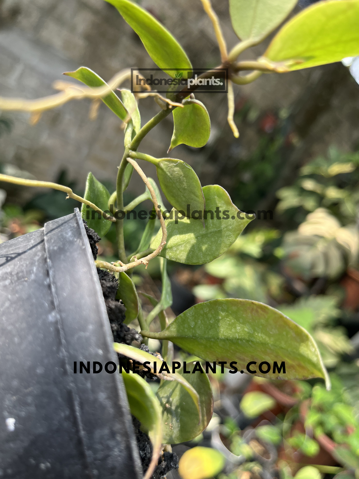 Potted Hoya Sunrise plant with compact growth and elongated green leaves showing early sun-stress coloration.