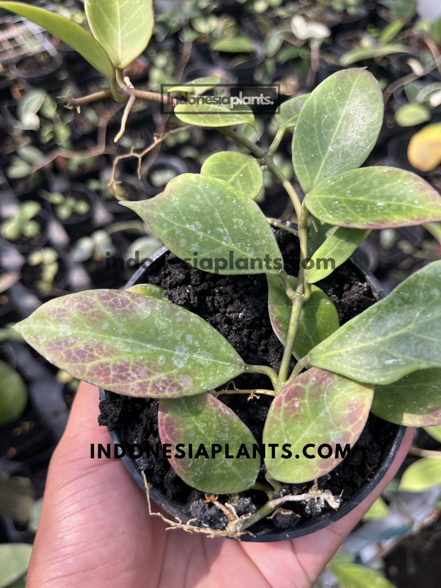 Close-up of Hoya Sunrise leaves displaying attractive veining and reddish coloration on mature foliage.