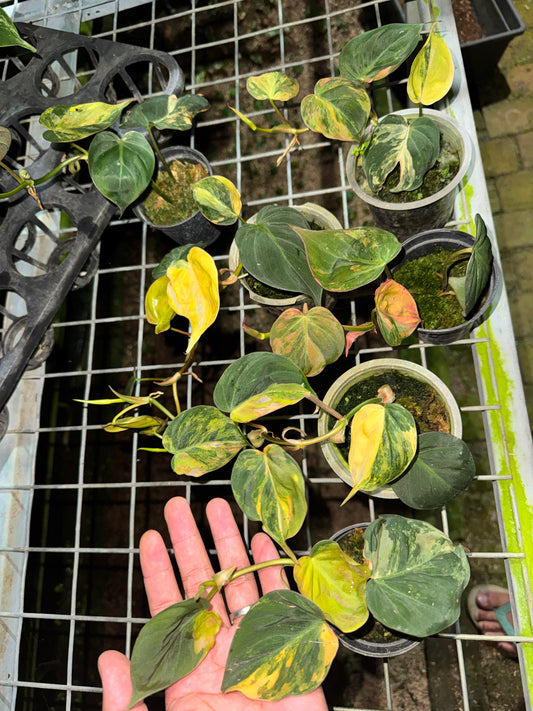 Philodendron Micans Variegated