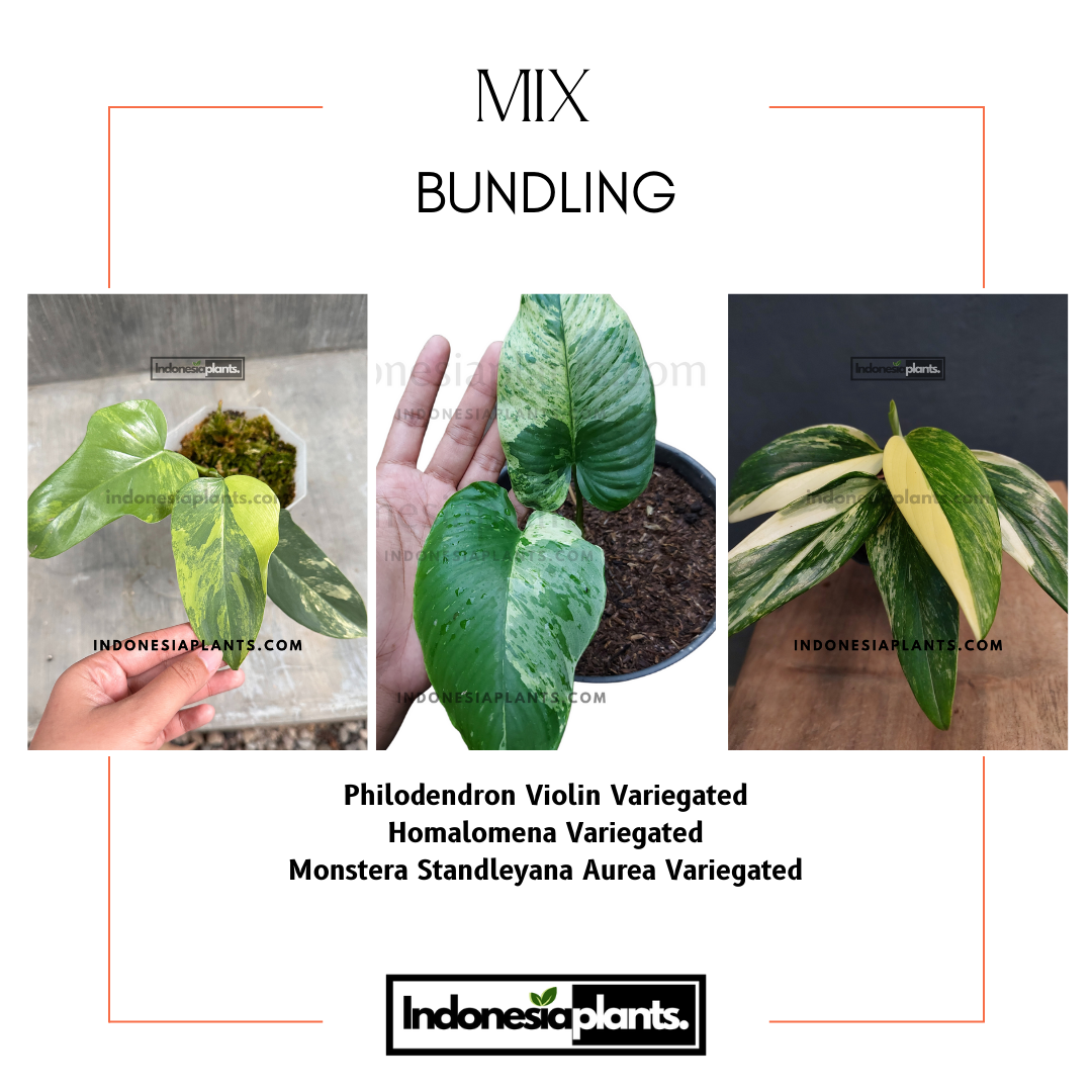 Philodendron Violin Variegated
Homalomena Variegated
Monstera Standleyana Aurea Variegated