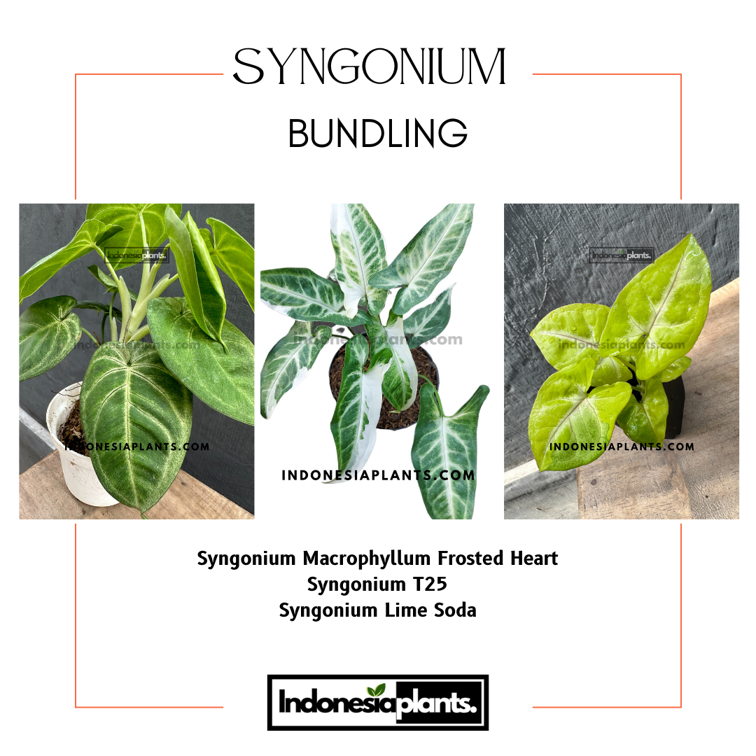 Syngonium Macrophyllum Frosted Heart
Syngonium T25
Syngonium Lime Soda