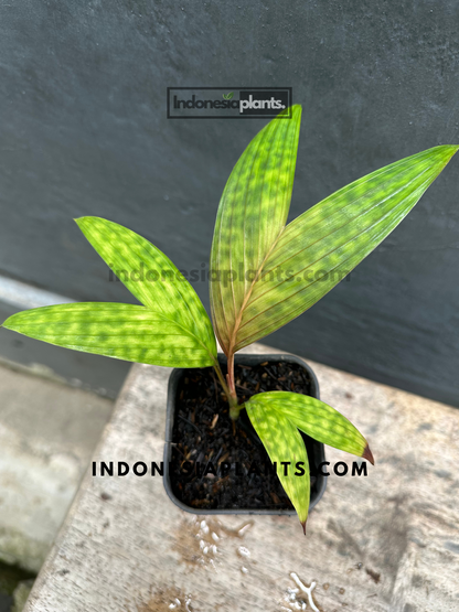 Licuala Maculata Palm, showcasing its vibrant speckled green leaves.
