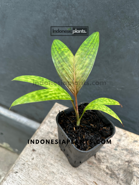 Licuala Maculata Palm in a black pot, emphasizing its unique speckled foliage.
