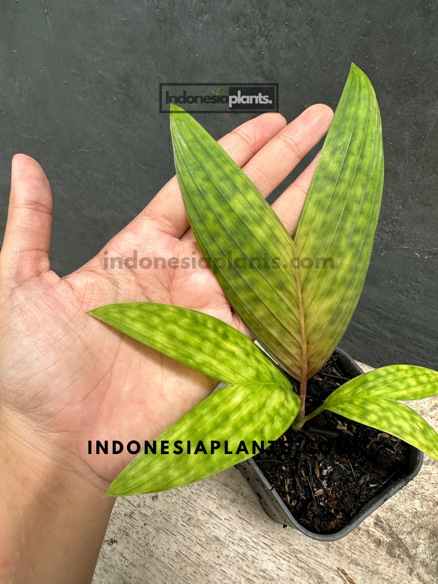 Close-up of Licuala Maculata Palm leaves with light green patterns and a compact growth habit.