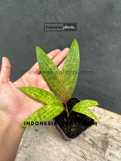 Licuala Maculata Palm held by hand, showcasing its vibrant speckled green leaves.