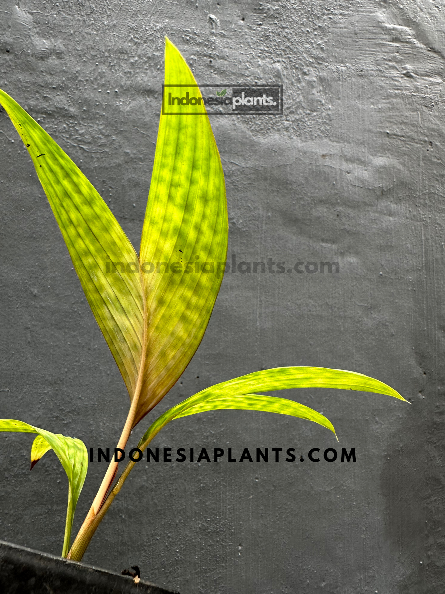 Detailed back view of Licuala Maculata Palm leaves, highlighting the textured green patterns.
