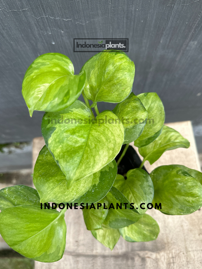 Manjula Pothos Mint