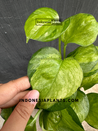 Manjula Pothos Mint