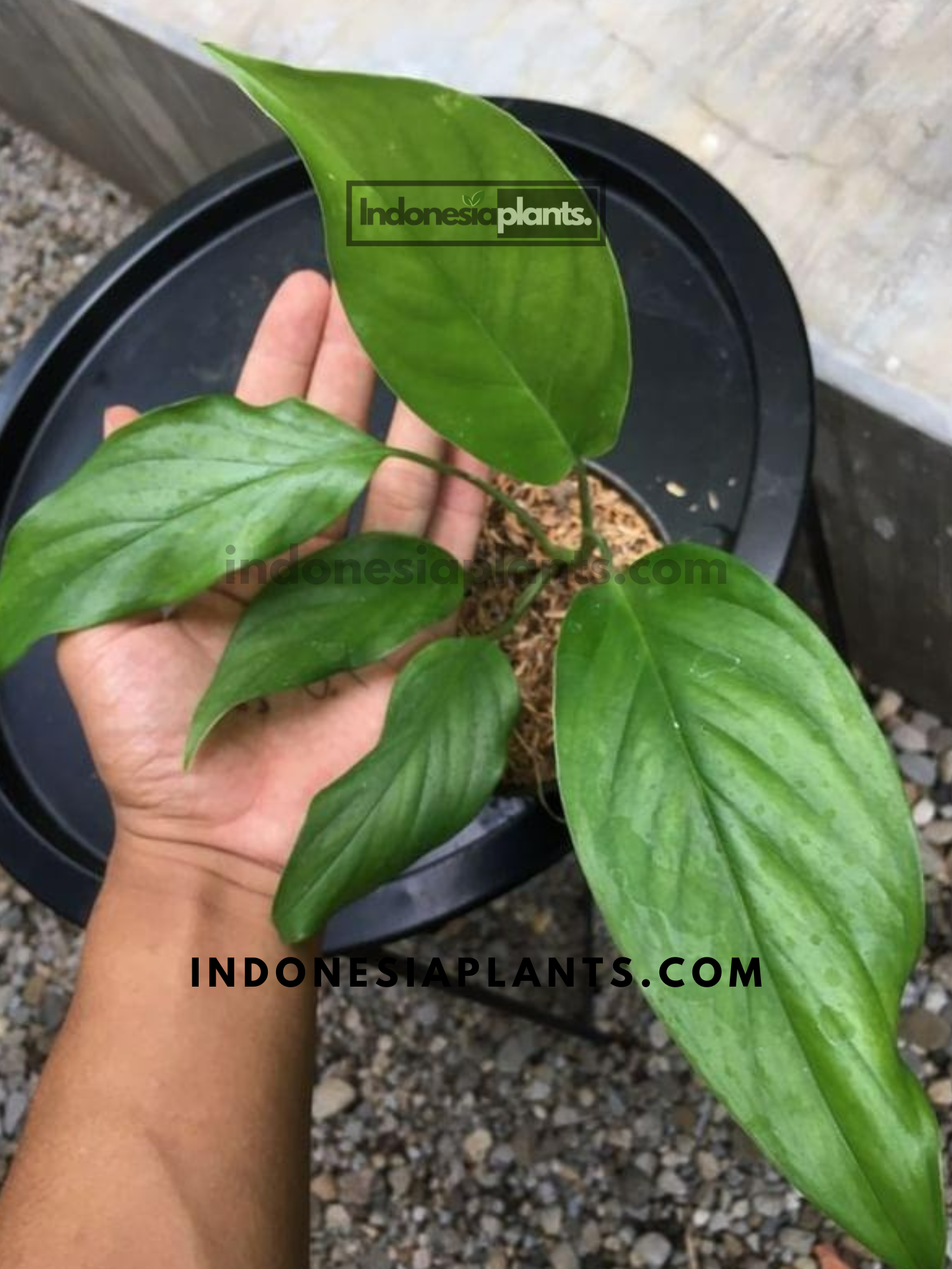 monstera acacoyaguensis for sale Monstera Acacoyaguensis – INDONESIAPLANTS
