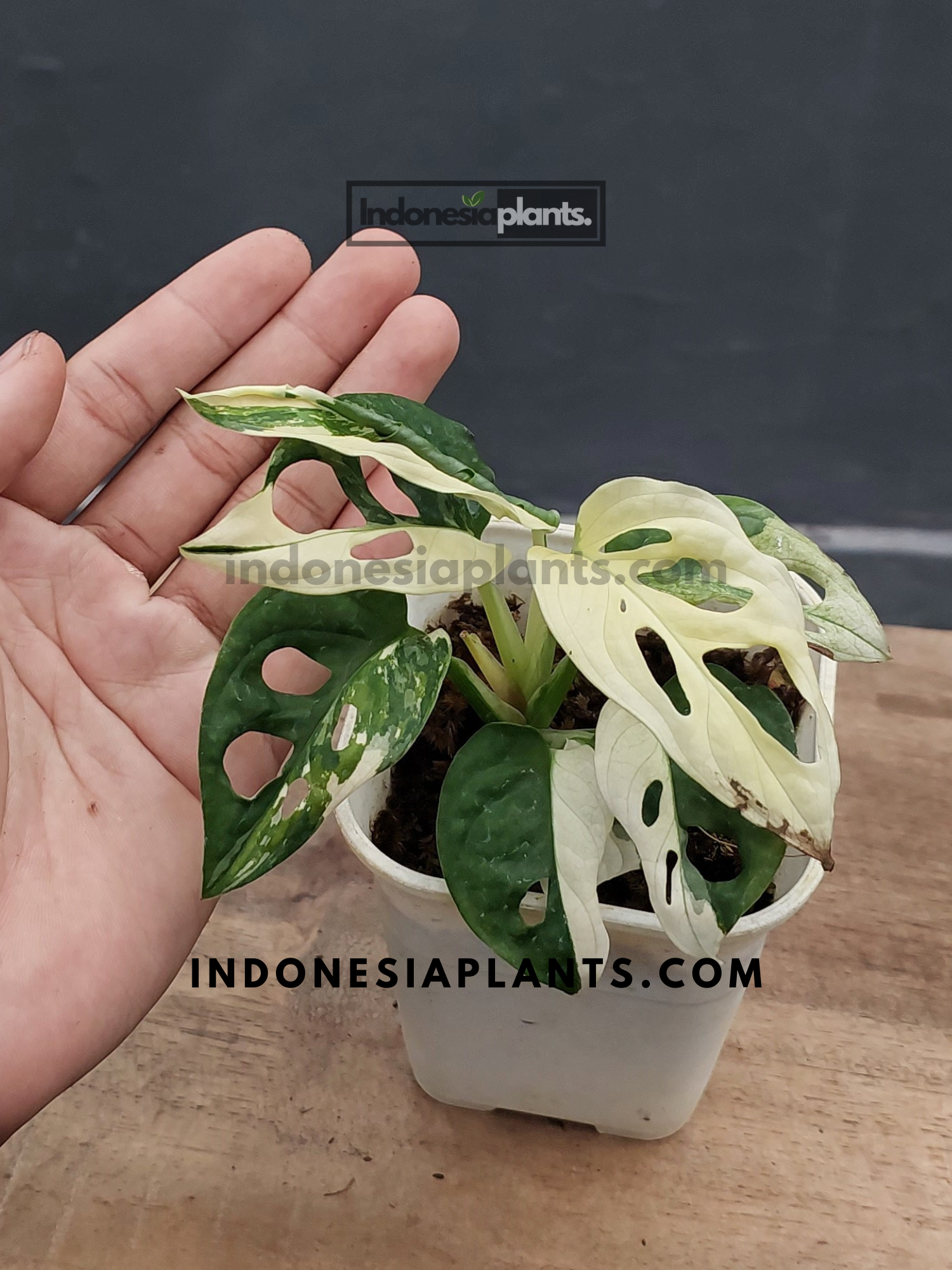 monstera adansonii albo Monstera Adansonii Japan Lab Albo Variegated