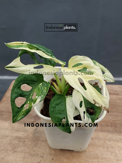 Monstera Adansonii Albo Variegated