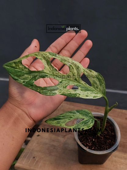 Monstera Adansonii Mint Variegated