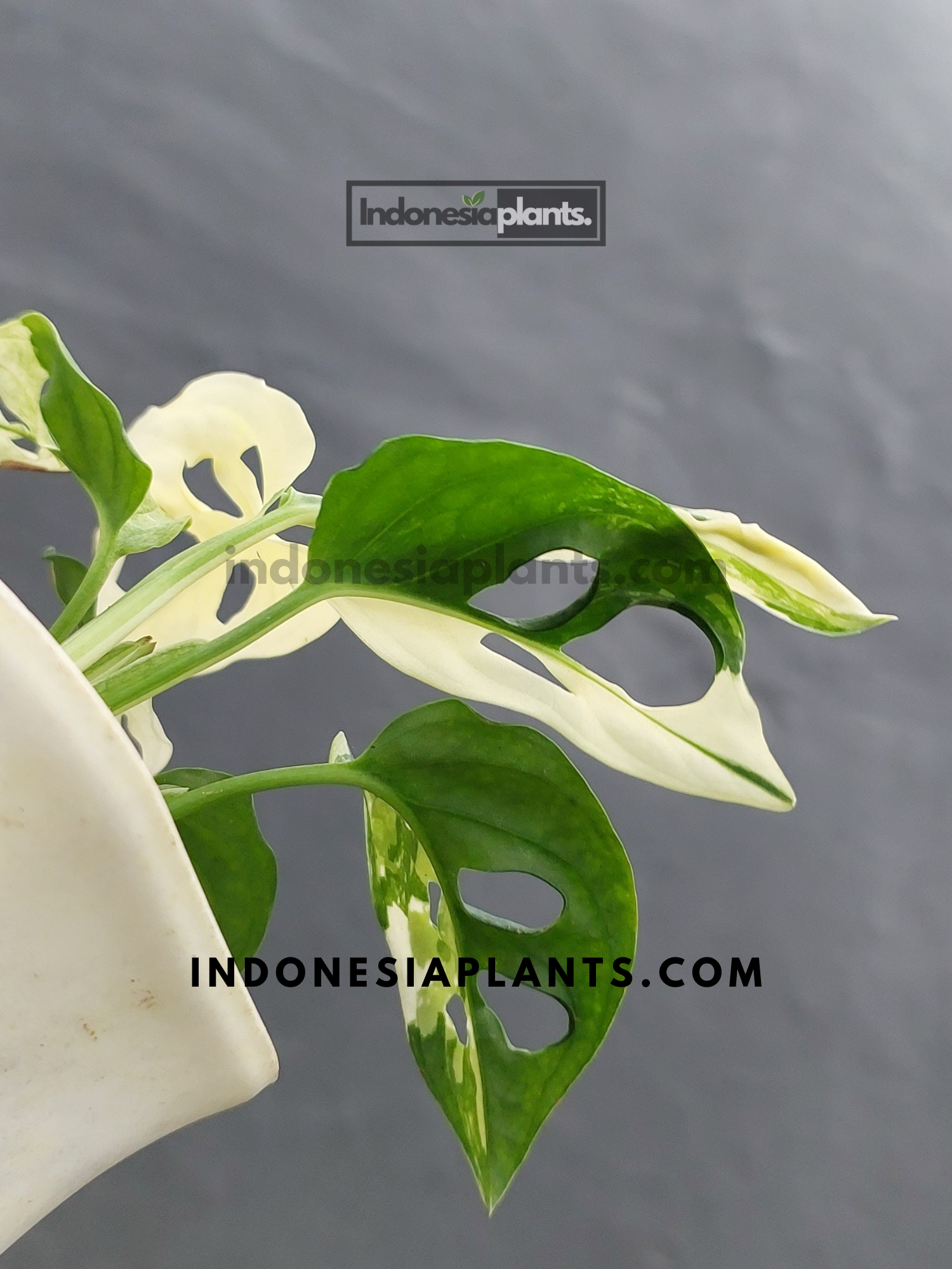 monstera adansonii archipelago vs albo Monstera Adansonii Japan Lab Albo Variegated